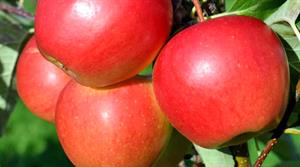 Apple Legacy